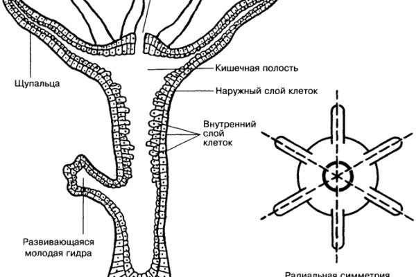 Как пополнить кошелек на кракене даркнет